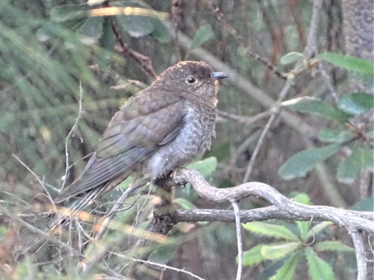 Fan-tailed Cuckoo - Richard Murray