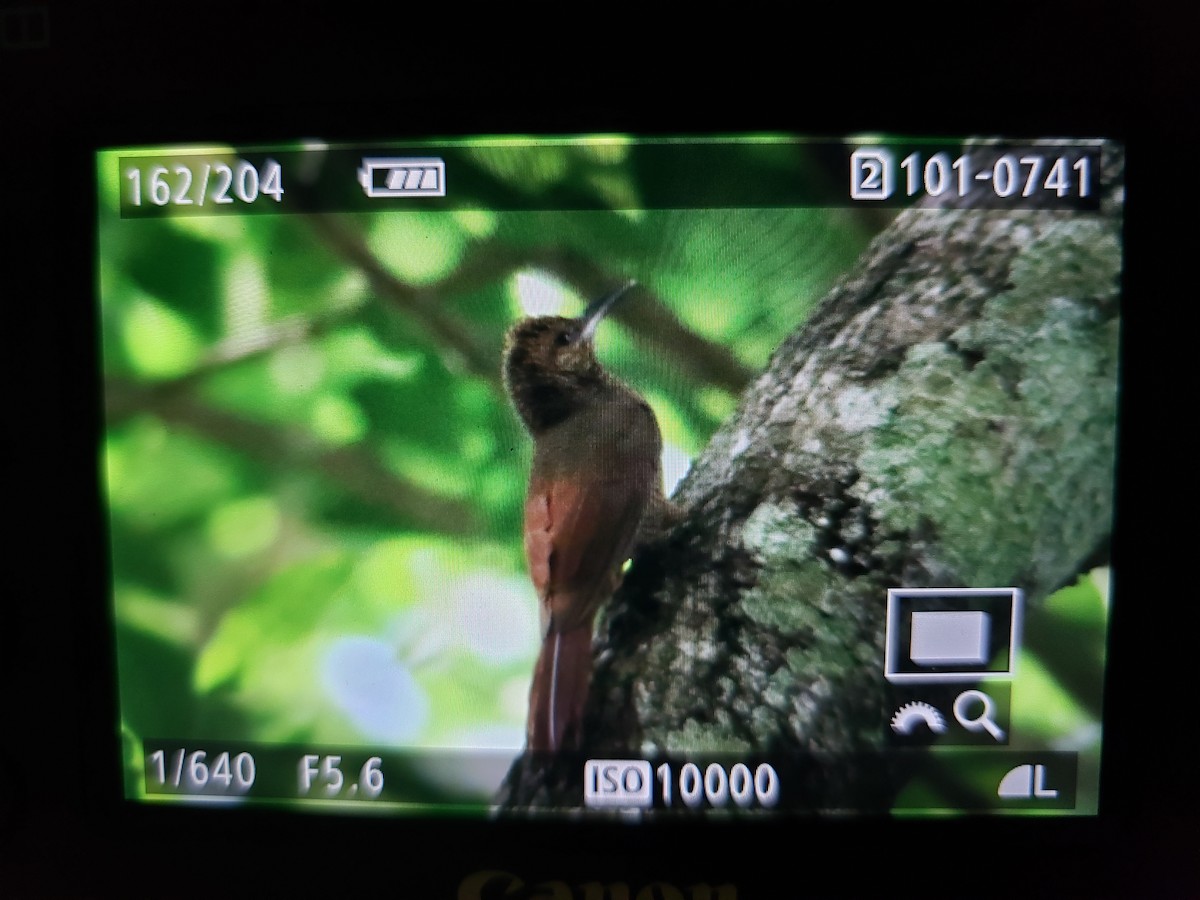 Northern Barred-Woodcreeper - Anonymous