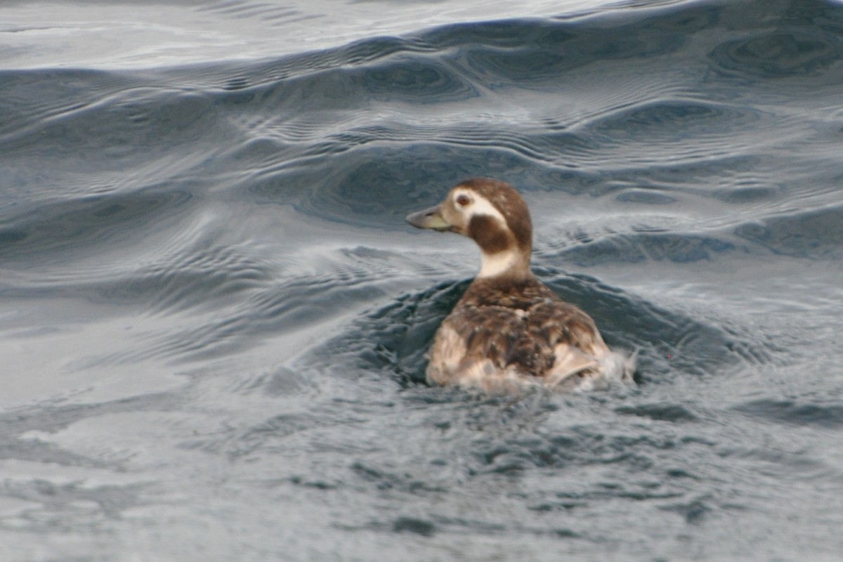 Long-tailed Duck - ML199201511