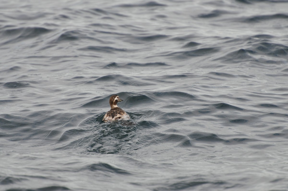 Long-tailed Duck - ML199201541