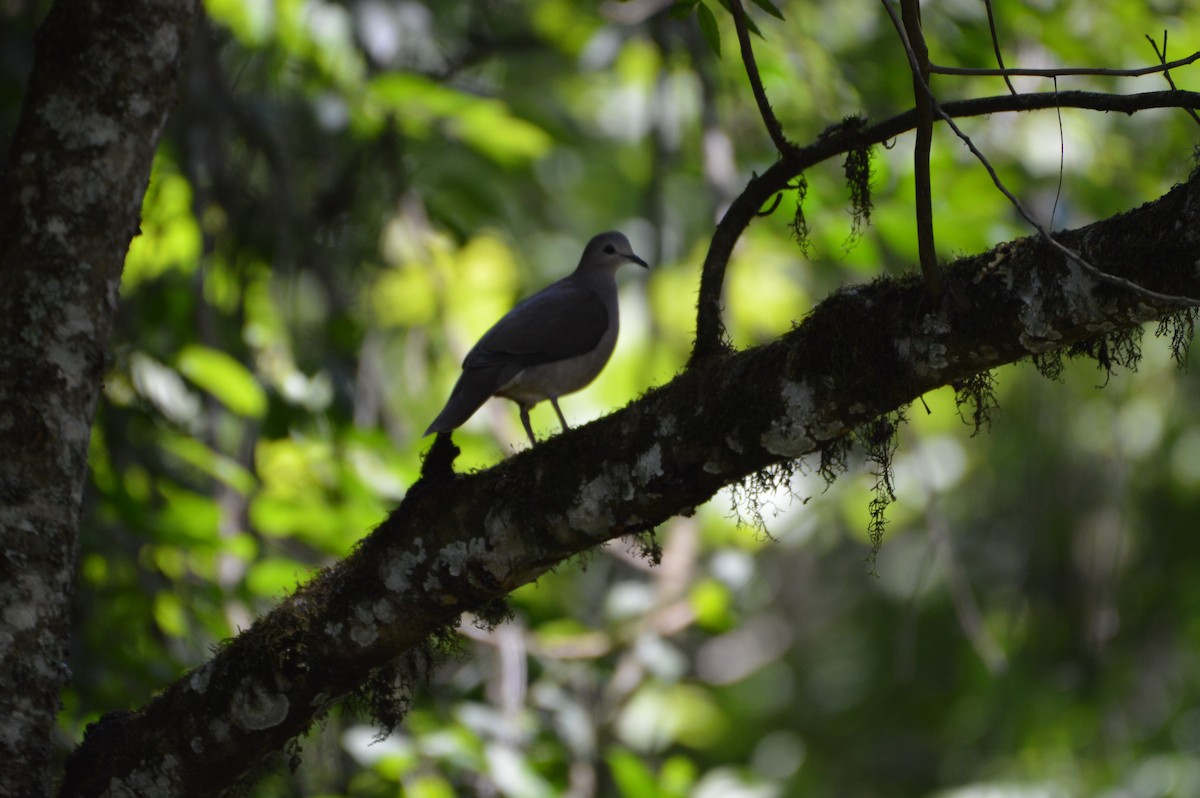 Large-tailed Dove - Esteban Villanueva (Aves Libres Chile)
