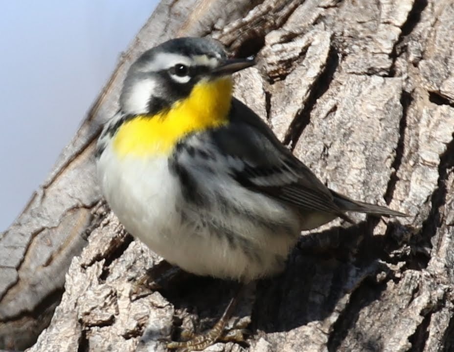 Yellow-throated Warbler (albilora) - ML199203611