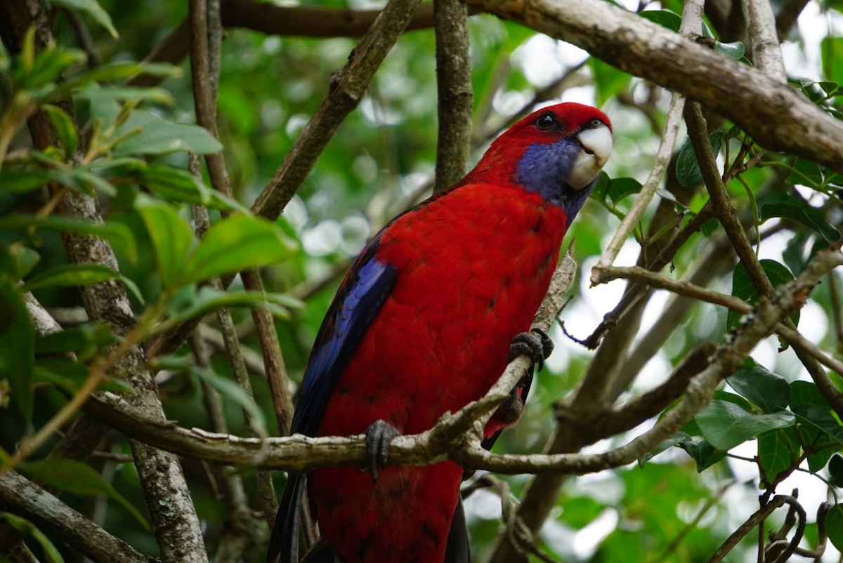 eBird Checklist 13 Jan 2020 Lamington National ParkBorder Track start (O