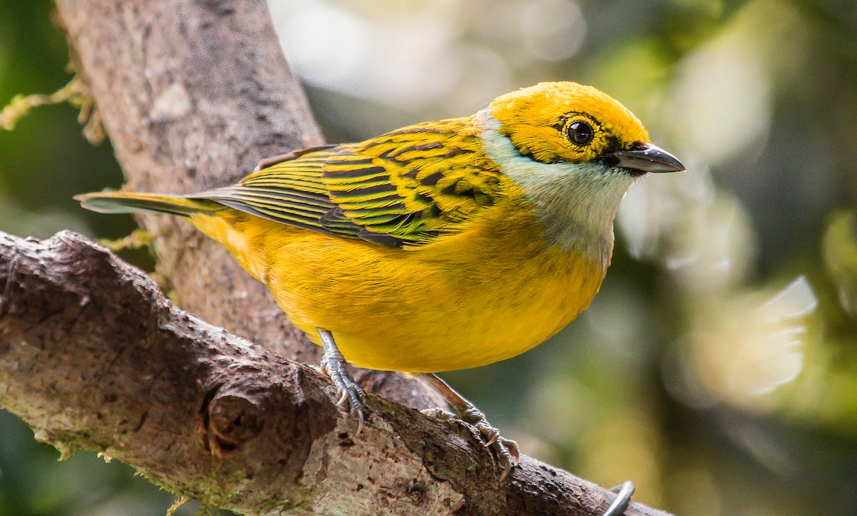 Silver-throated Tanager - ML199214591