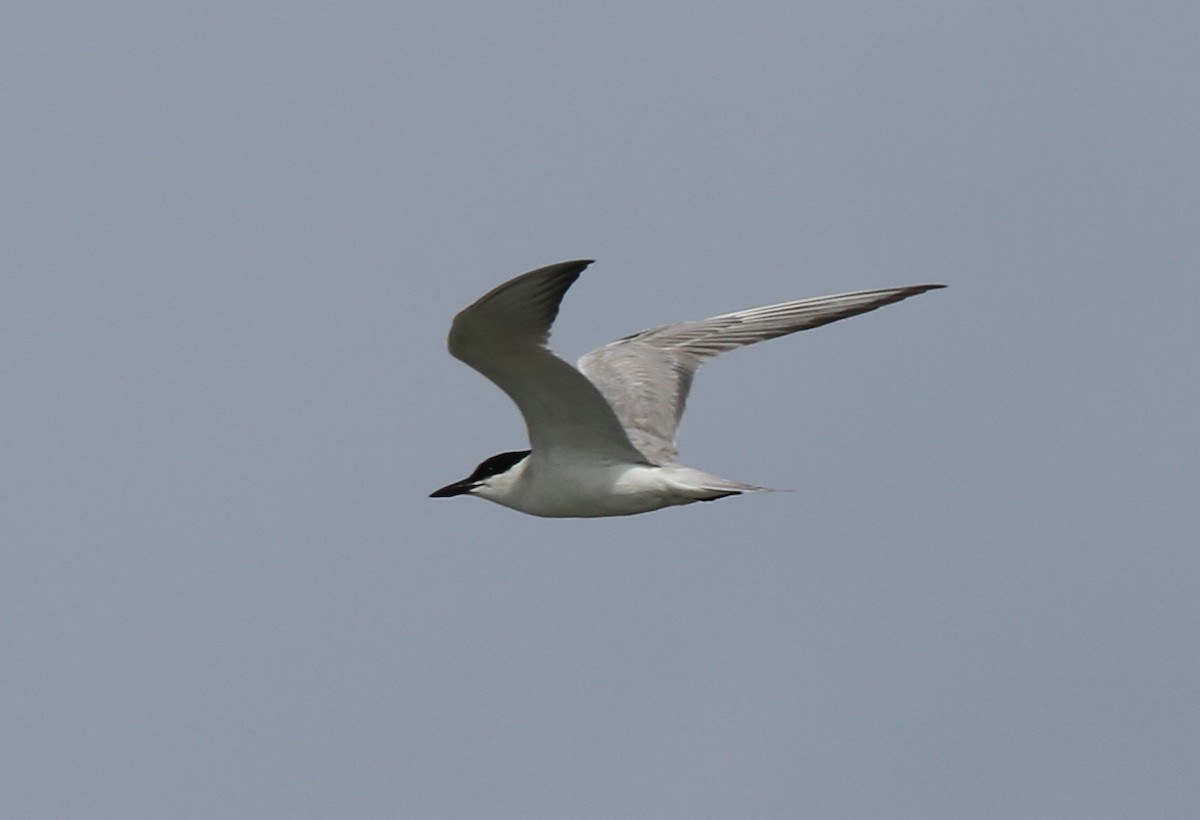 Gull-billed Tern - ML199216501