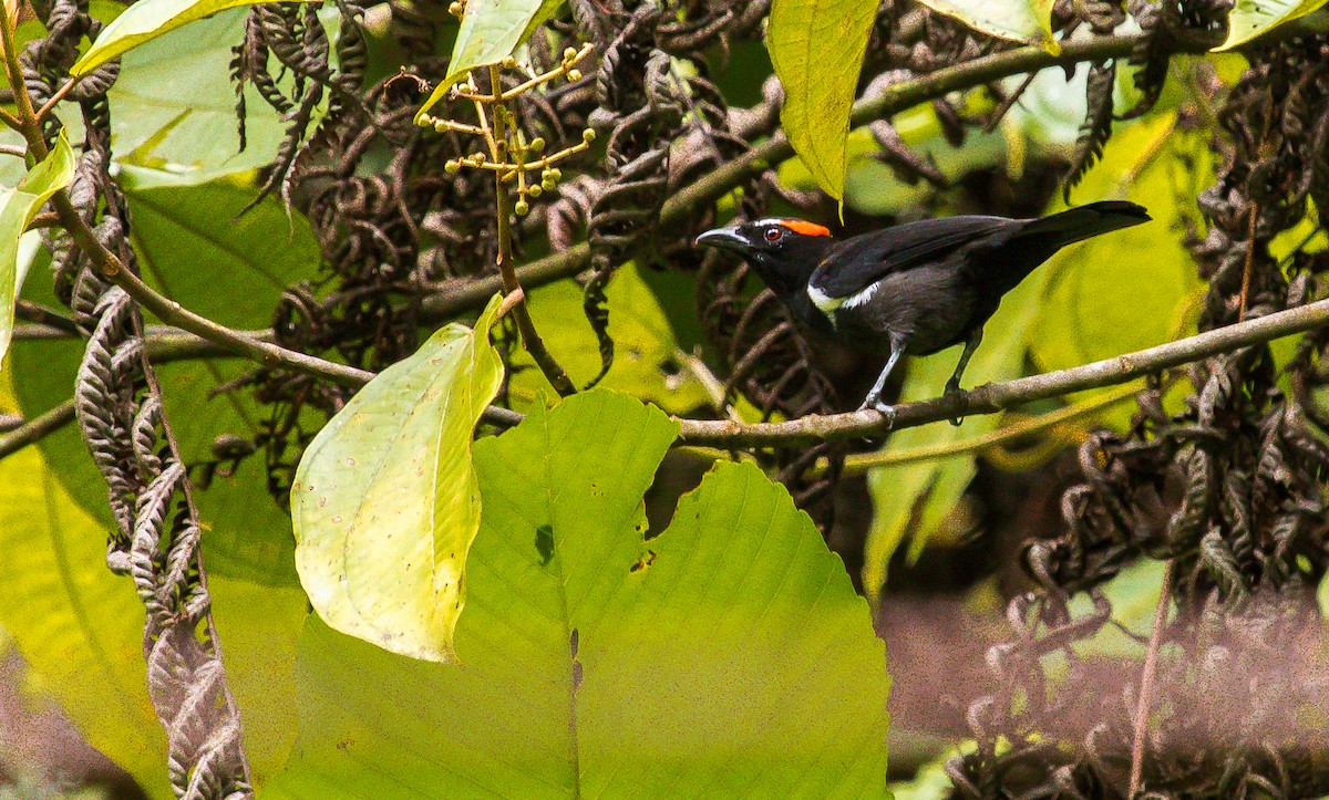 Scarlet-browed Tanager - ML199216981