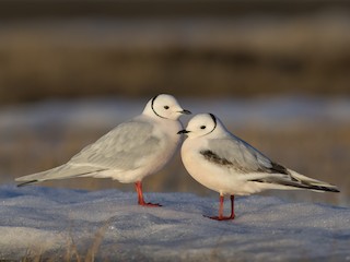  - Ross's Gull