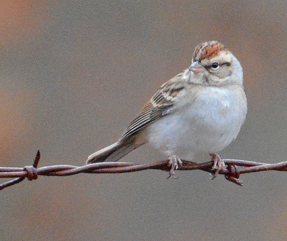 Chipping Sparrow - Kenneth Butler