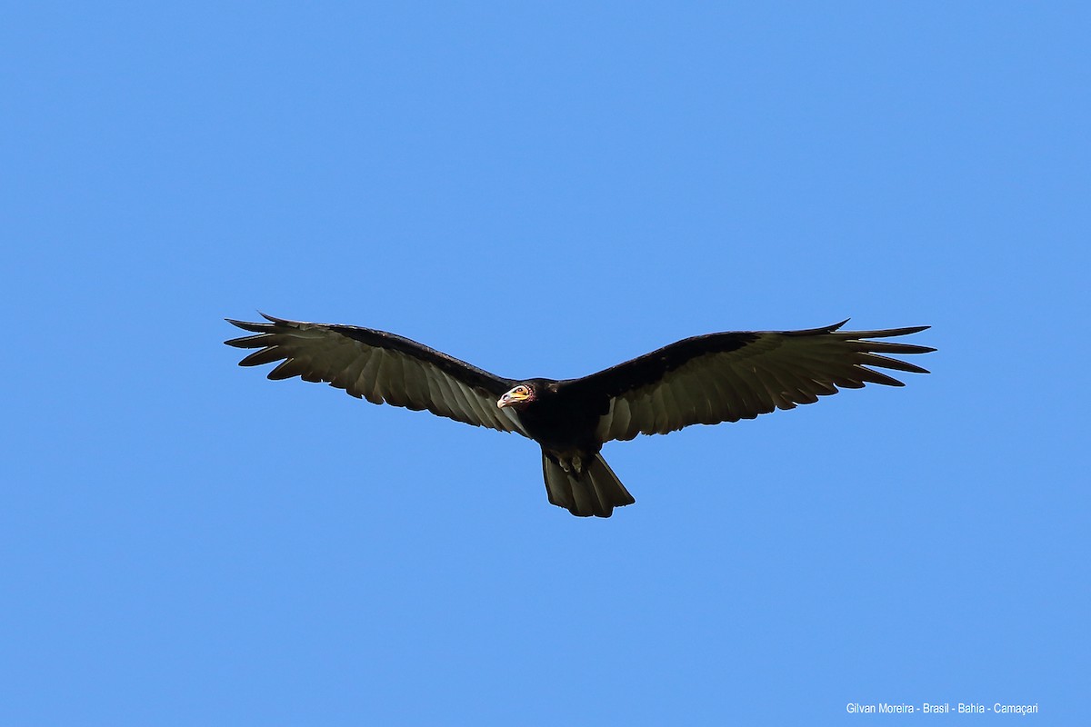 Lesser Yellow-headed Vulture - ML199223811