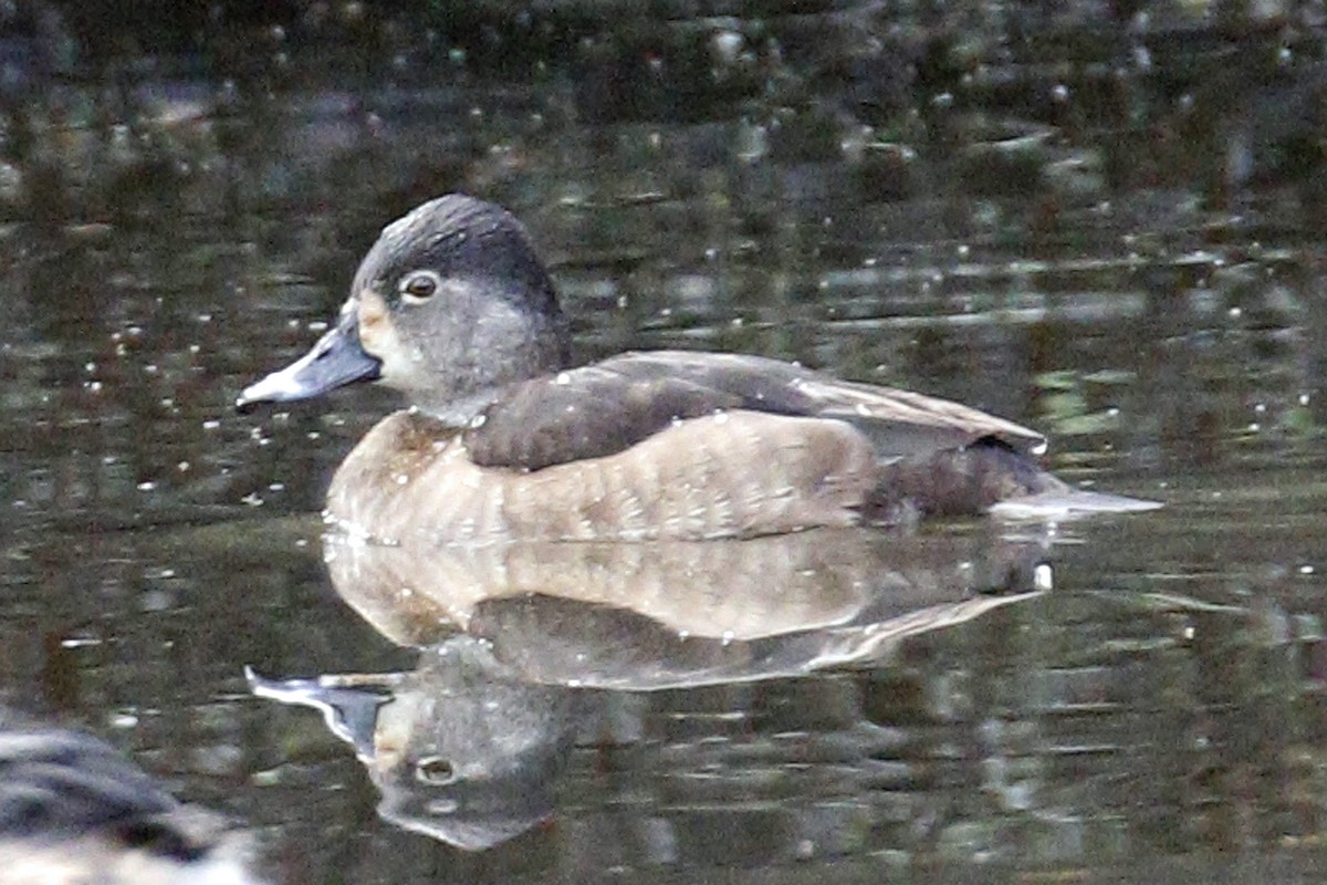 Ring-necked Duck - ML199227681