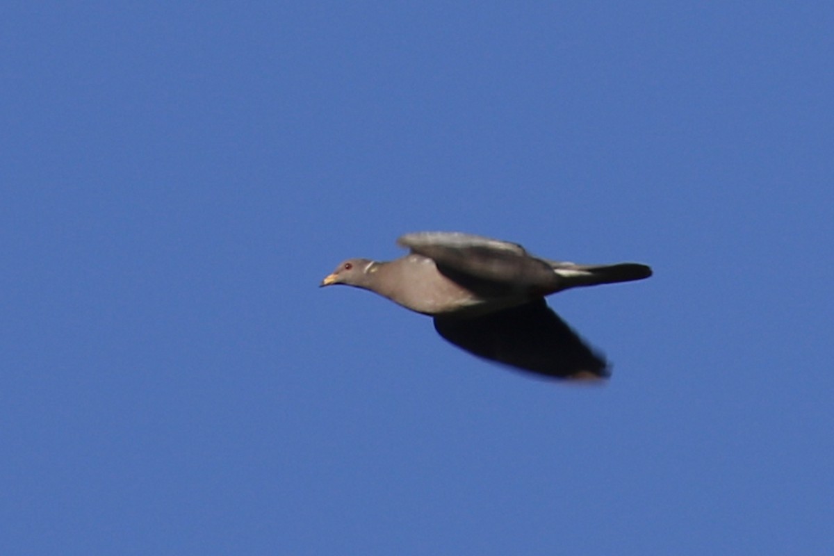 Band-tailed Pigeon - ML199227741