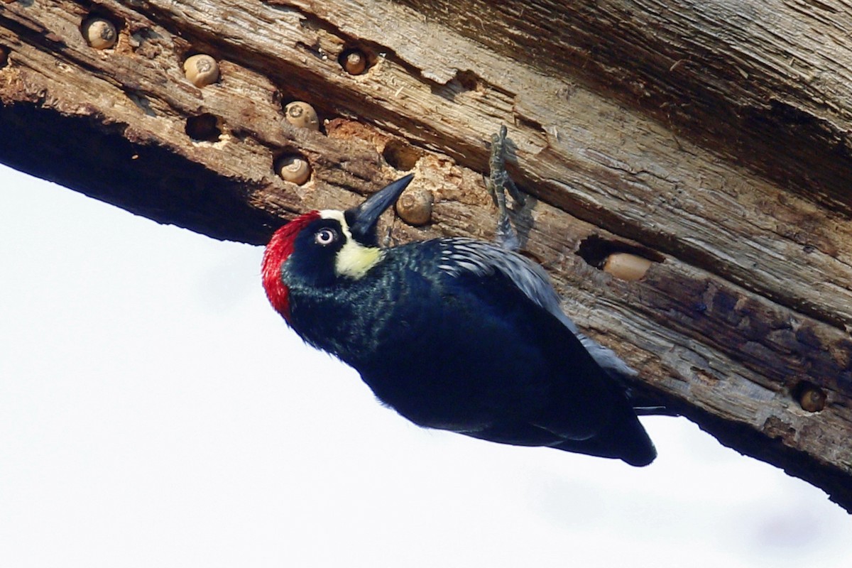 Acorn Woodpecker - ML199227851