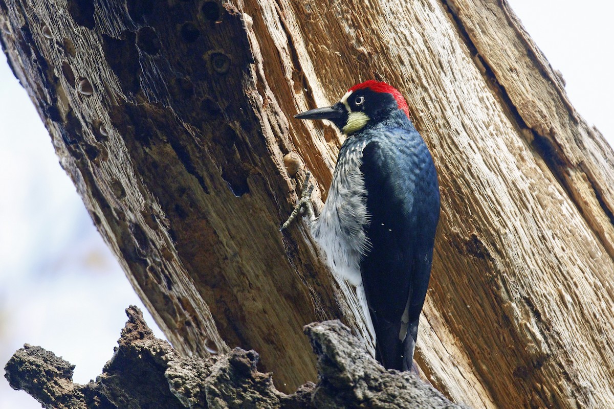 Acorn Woodpecker - ML199227891