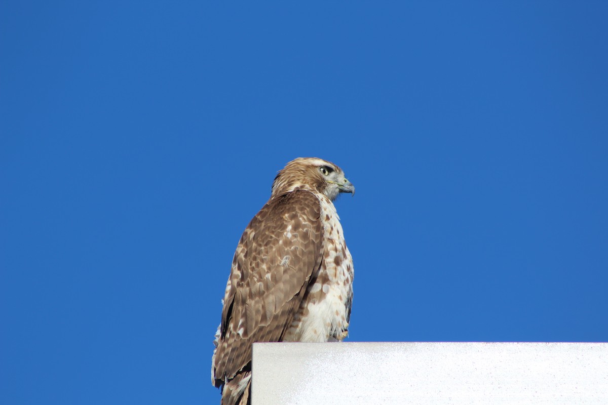 Red-tailed Hawk - ML199229721