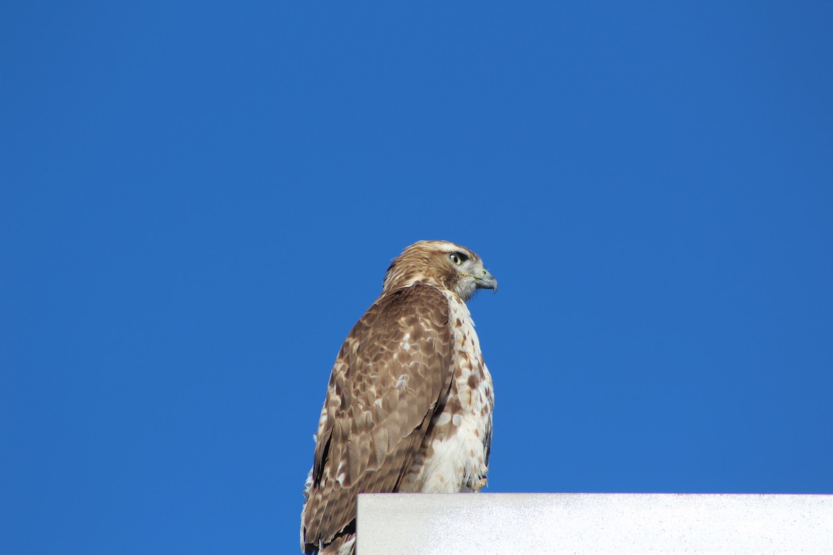Red-tailed Hawk - Eliseo Moreno