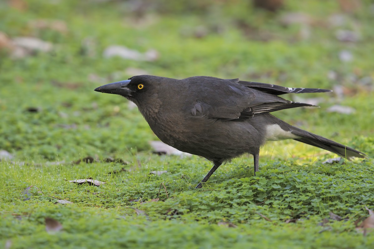 Gray Currawong - Marco Valentini