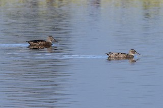 Australasian Shoveler, ML199240631