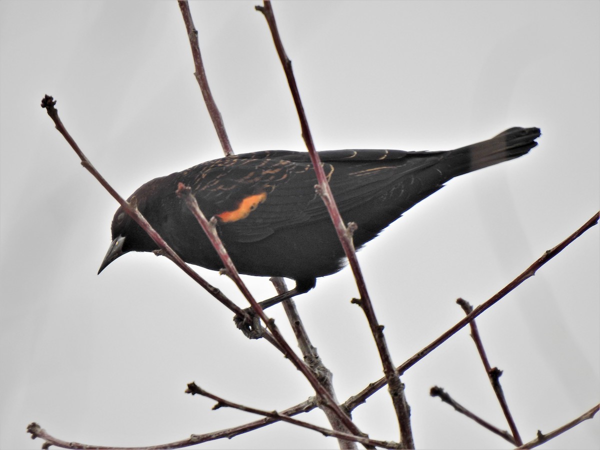 Red-winged Blackbird - ML199241561