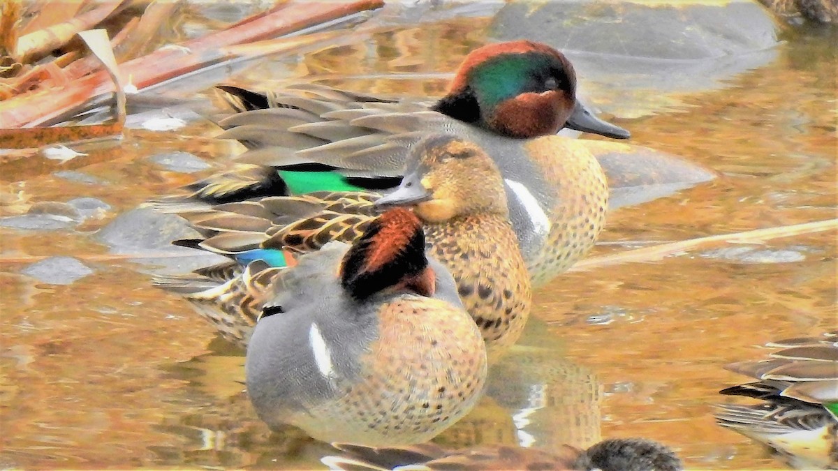 Green-winged Teal - ML199241611