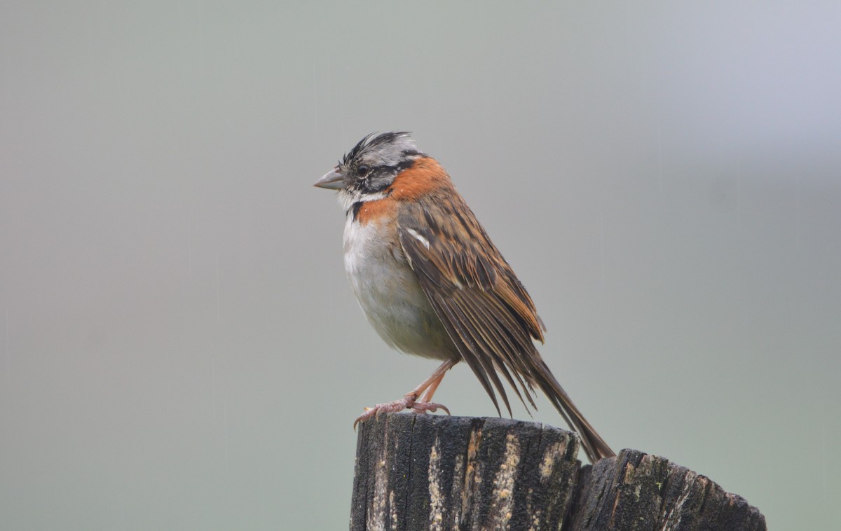 Rufous-collared Sparrow - Esteban Villanueva (Aves Libres Chile)