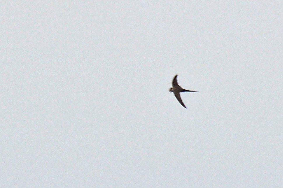 Fork-tailed Palm Swift - ML199245431