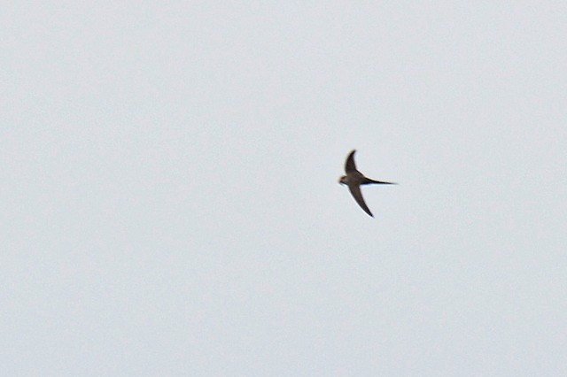 Fork-tailed Palm-Swift