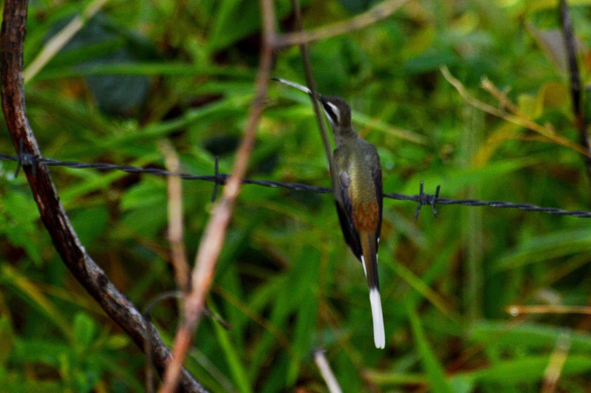 Sooty-capped Hermit - ML199245571