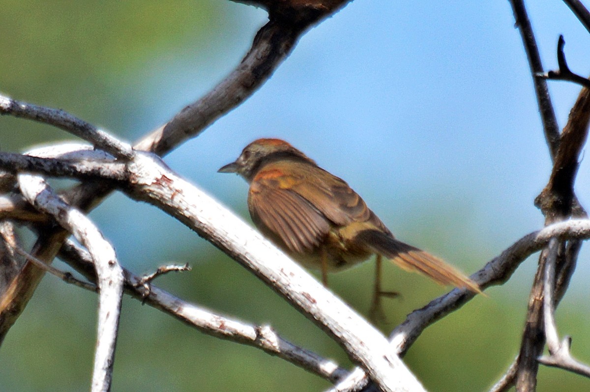 Pale-breasted Spinetail - ML199245651