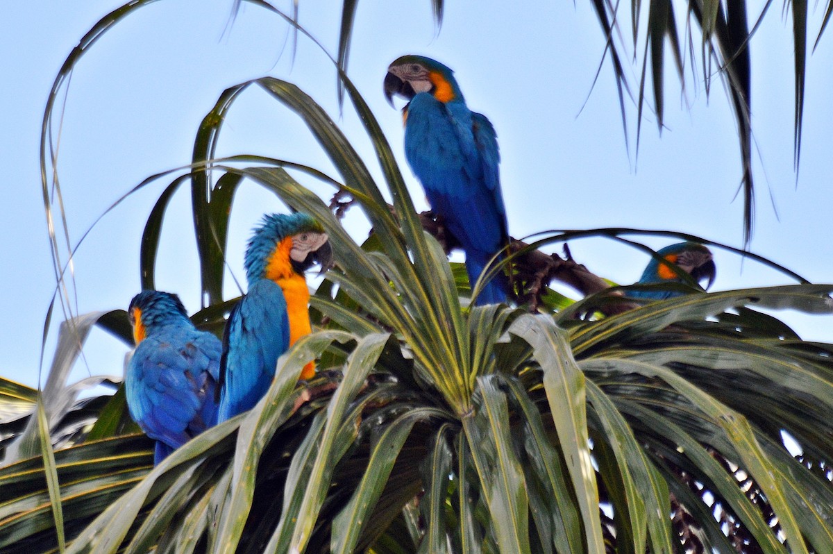Blue-and-yellow Macaw - Patrícia Hanate