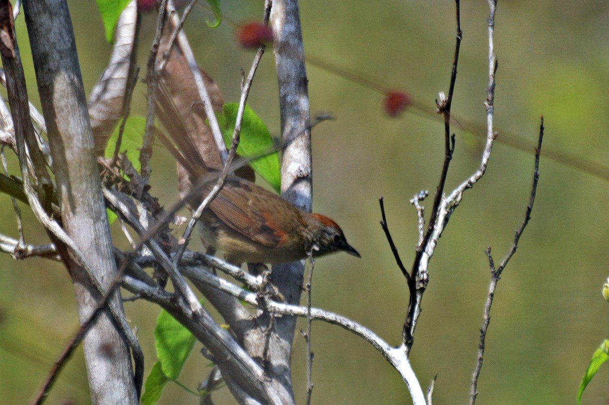 Pale-breasted Spinetail - ML199245771