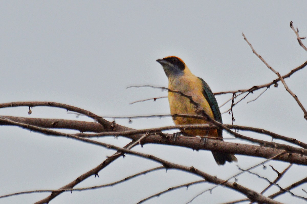 Burnished-buff Tanager - ML199246051