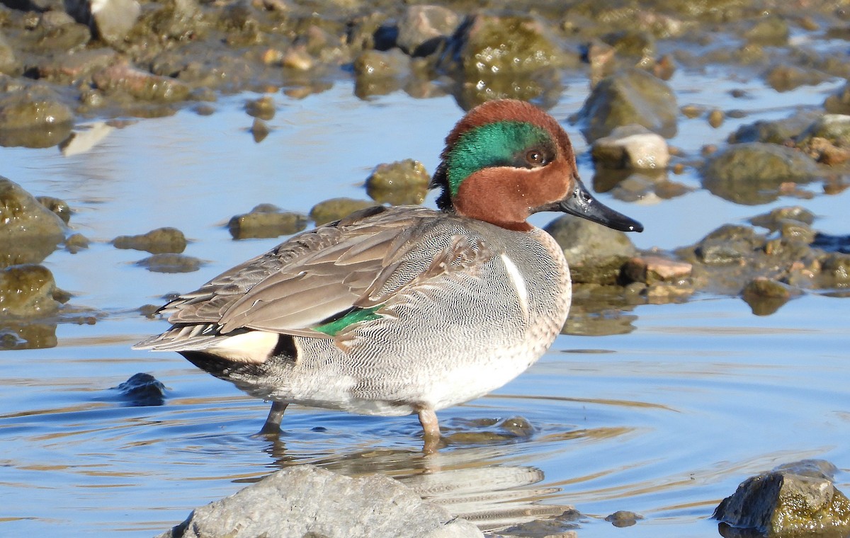 Green-winged Teal - ML199248251