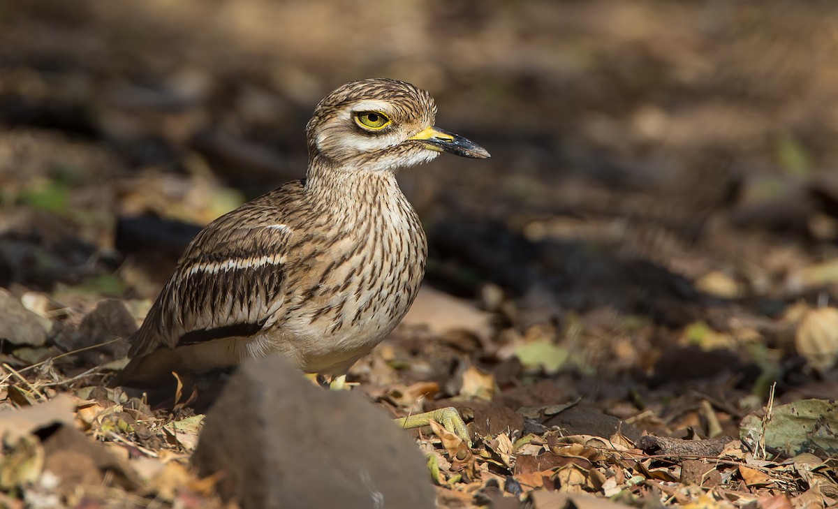 Indian Thick-knee - ML199248901