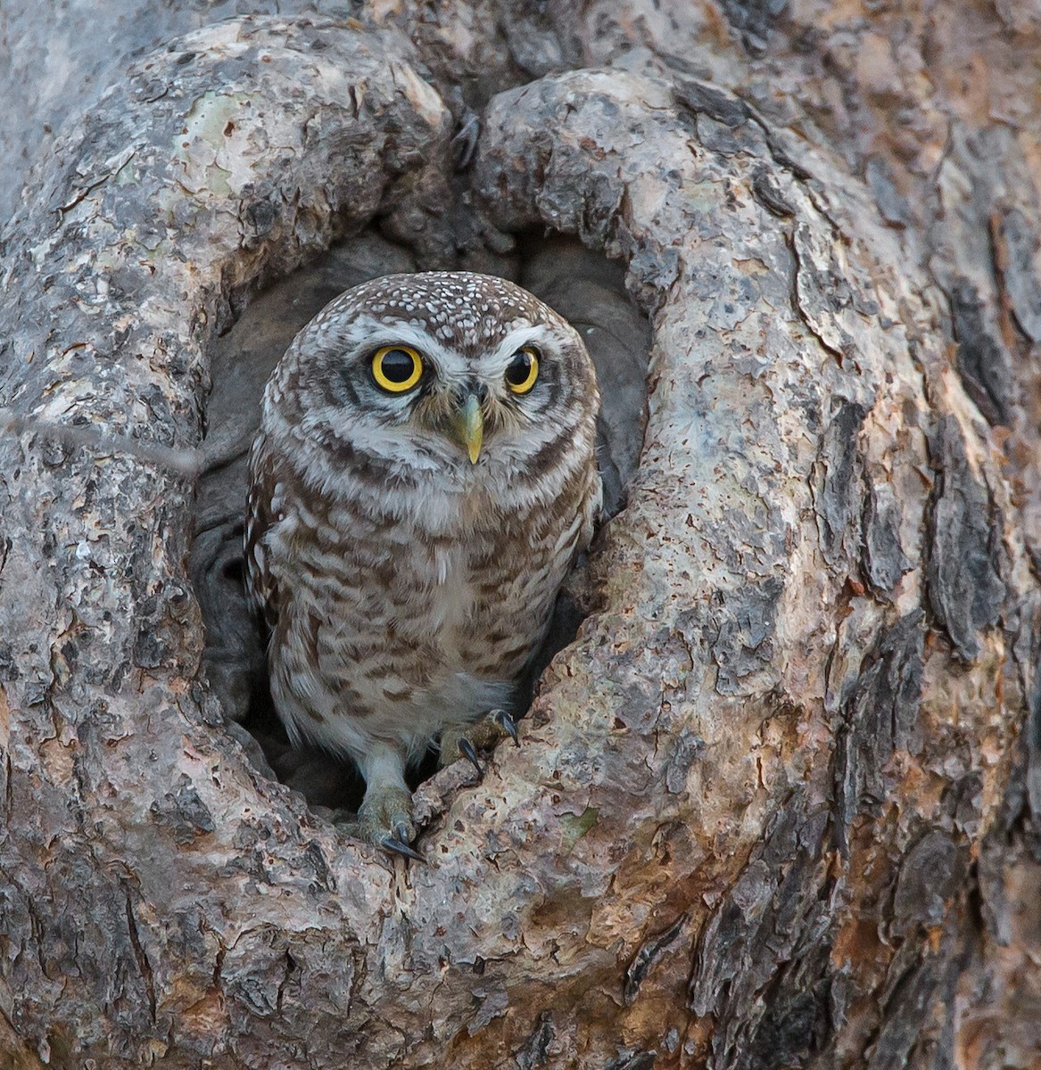 Spotted Owlet - ML199249741