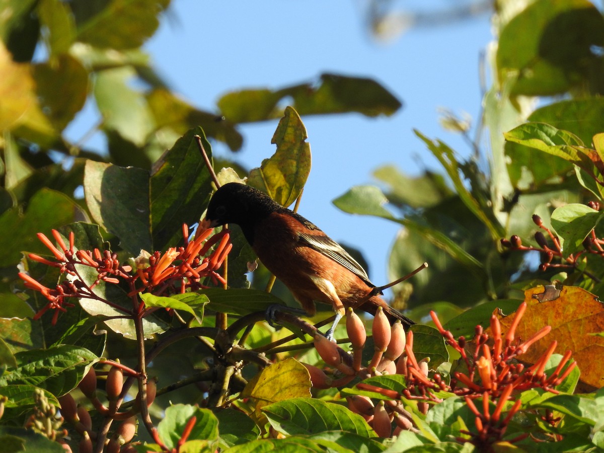 Orchard Oriole - ML199255111