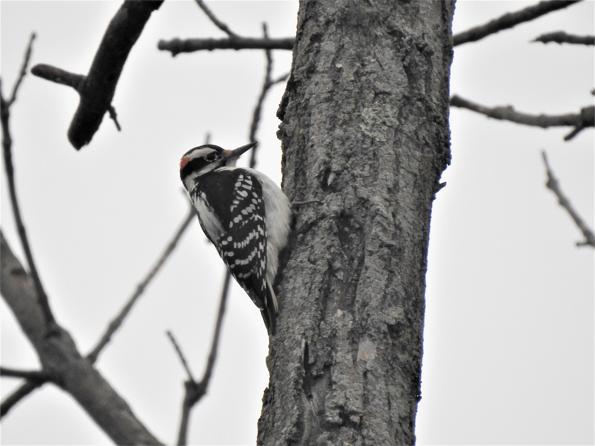 Hairy Woodpecker - Susan Brauning