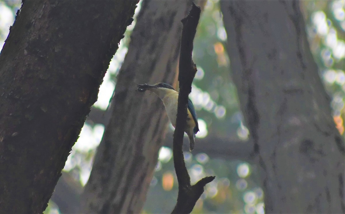 eBird Australia Checklist 14 Jan 2020 Bunyip State ParkMortimer