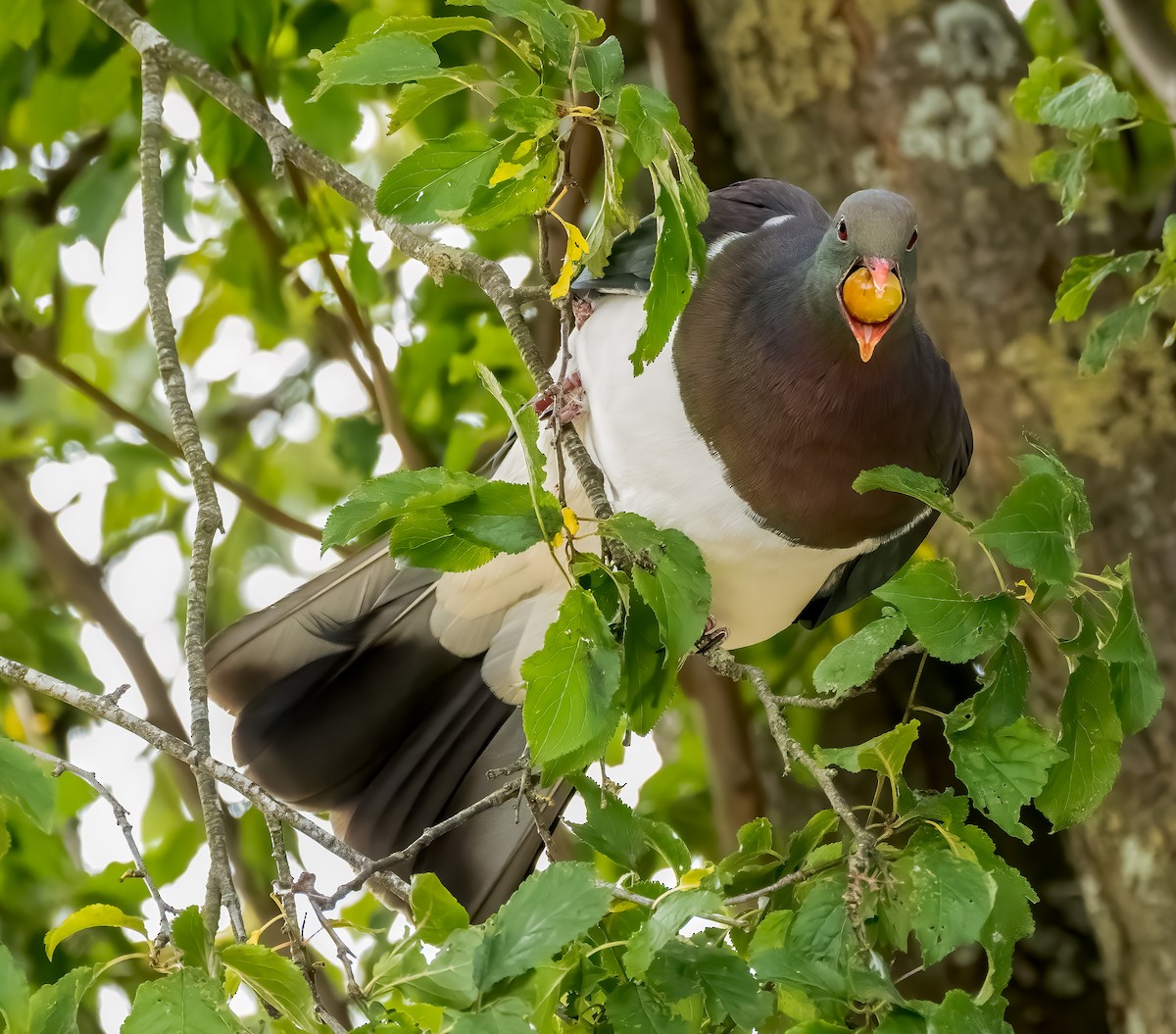 New Zealand Pigeon - Richard Simmonds