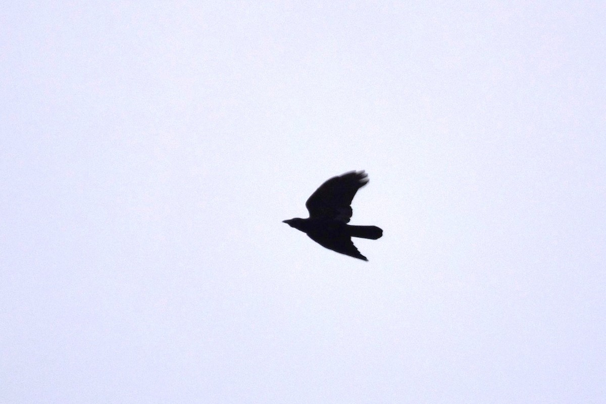 American Crow - irina shulgina