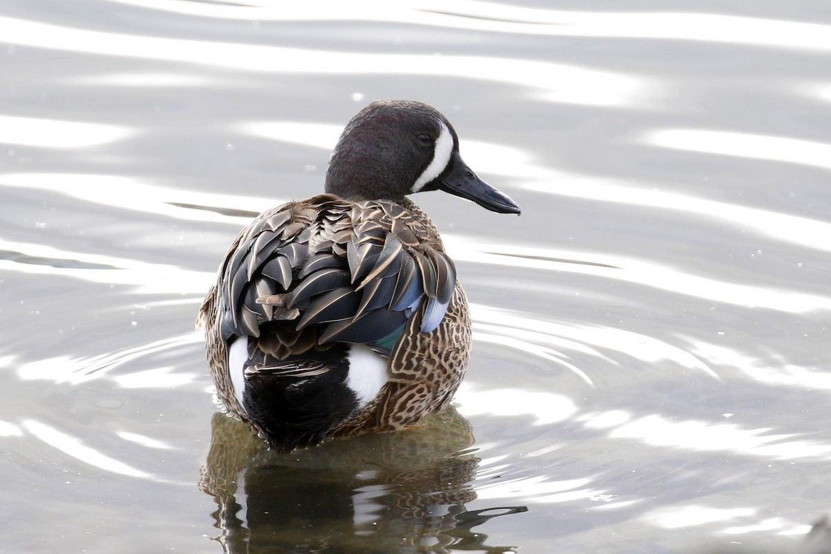 Blue-winged Teal - Donna Pomeroy