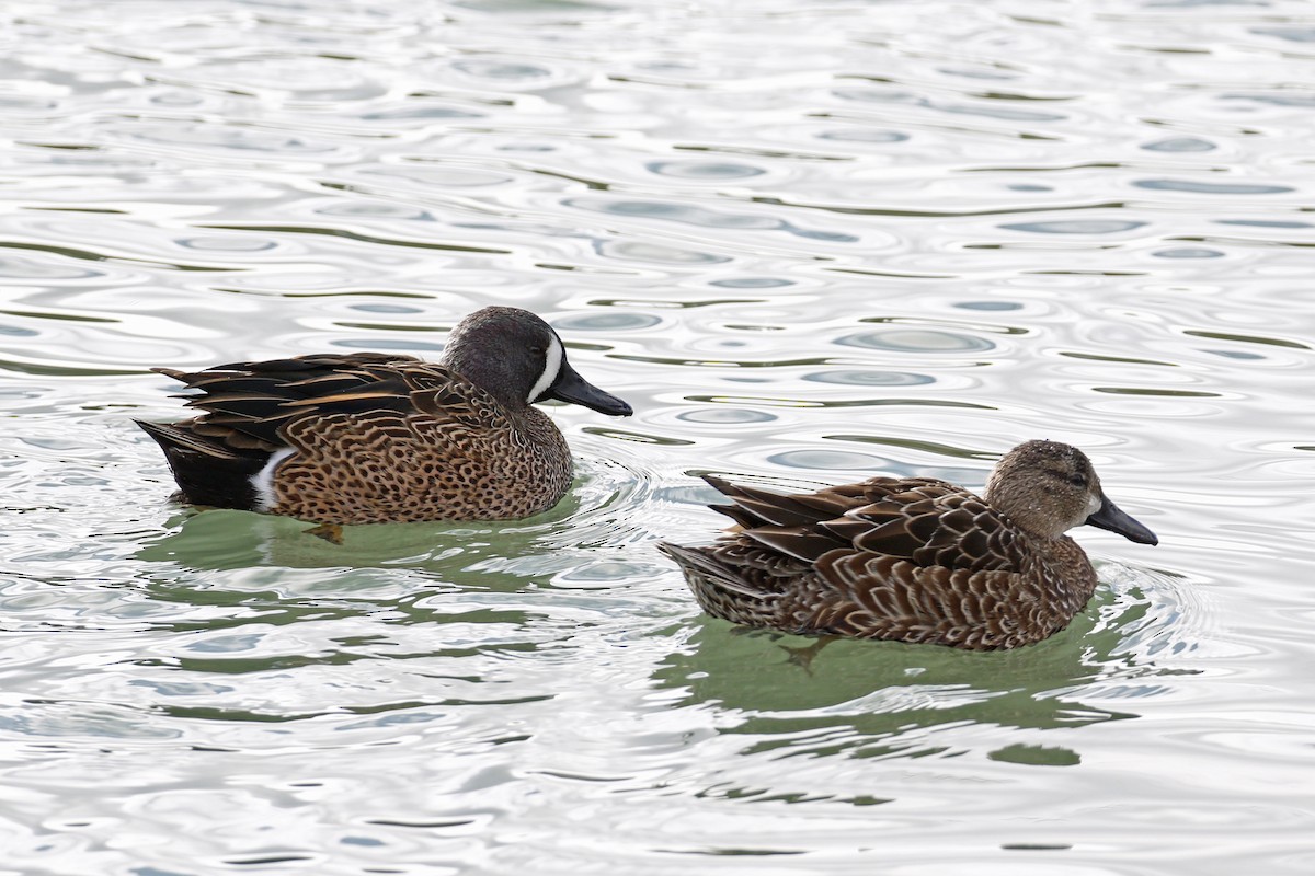 Blue-winged Teal - ML199261581