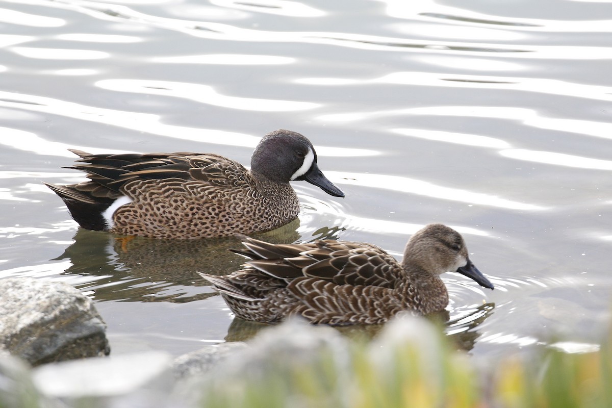 Blue-winged Teal - ML199261591