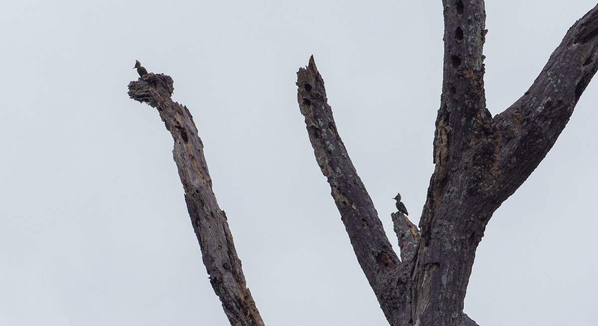 Gray-and-buff Woodpecker (Gray-and-buff) - ML199262291