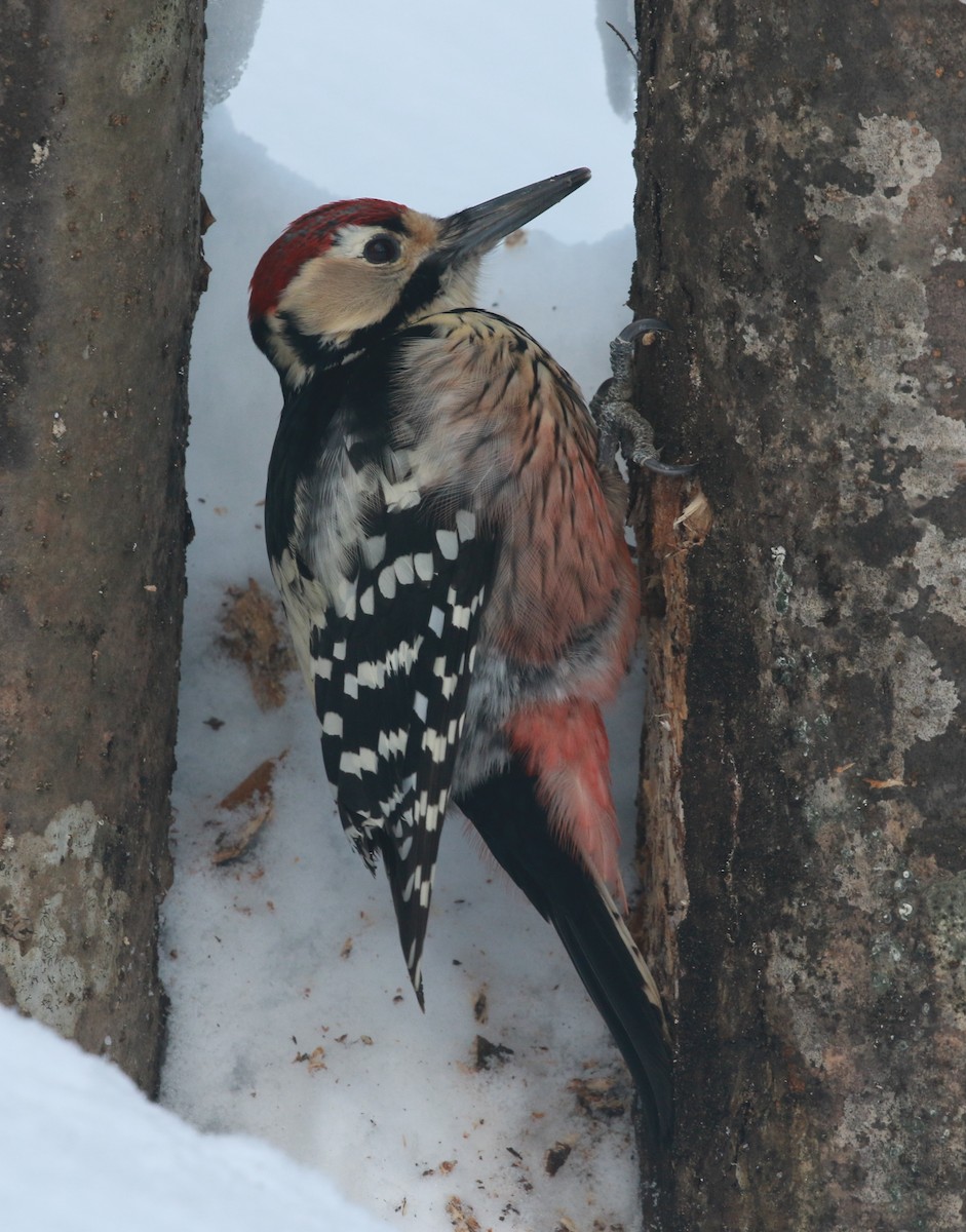 White-backed Woodpecker - ML199262451