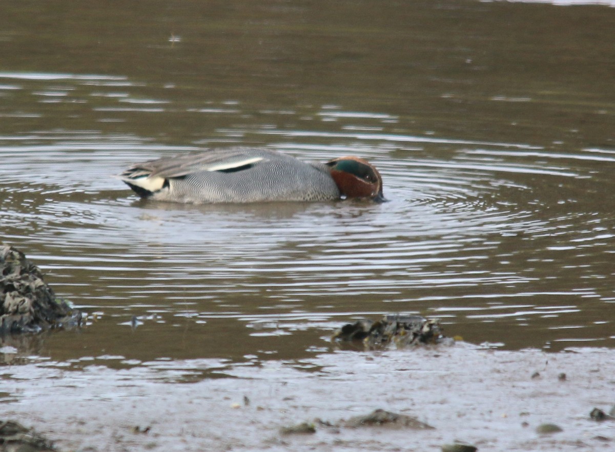 Green-winged Teal - ML199265491