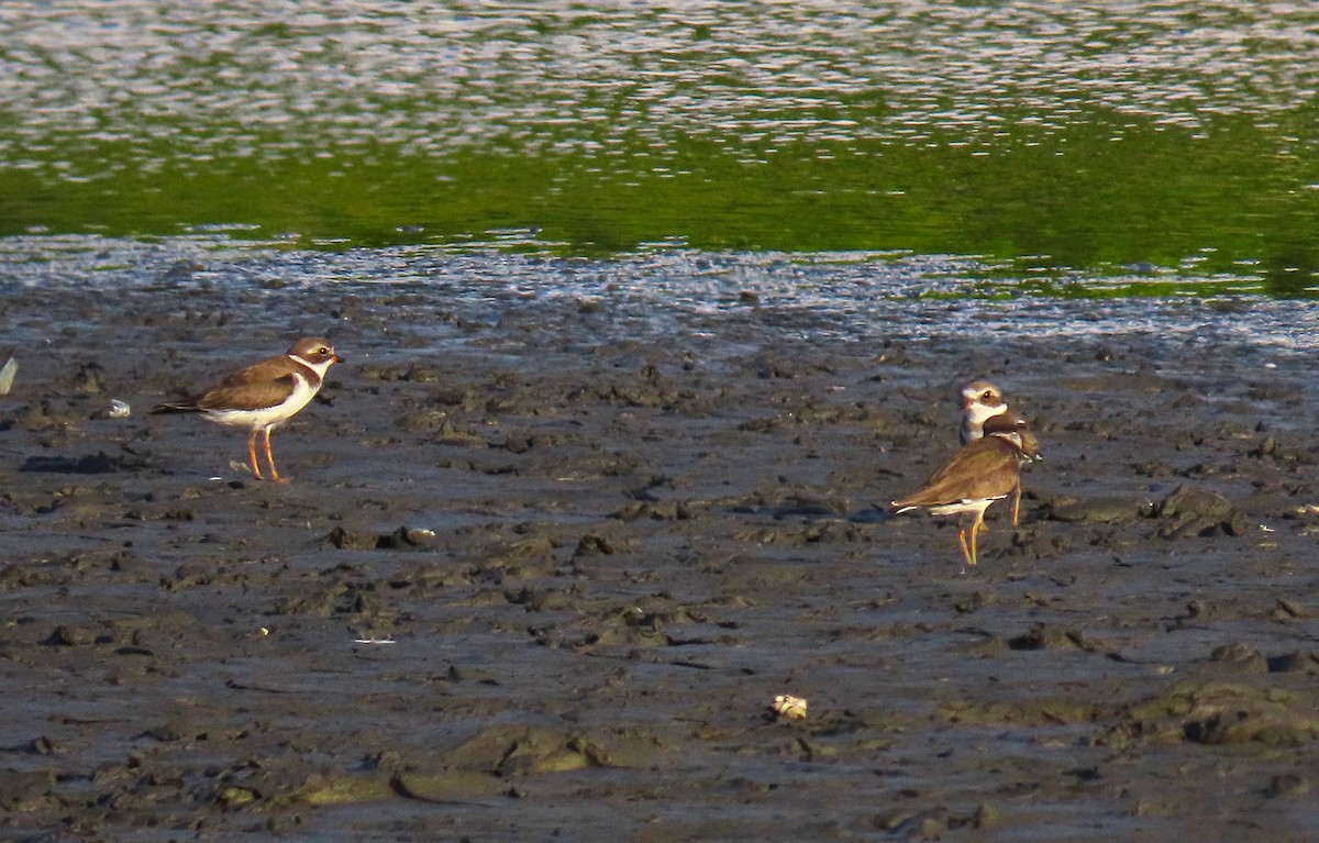Semipalmated Plover - ML199268221