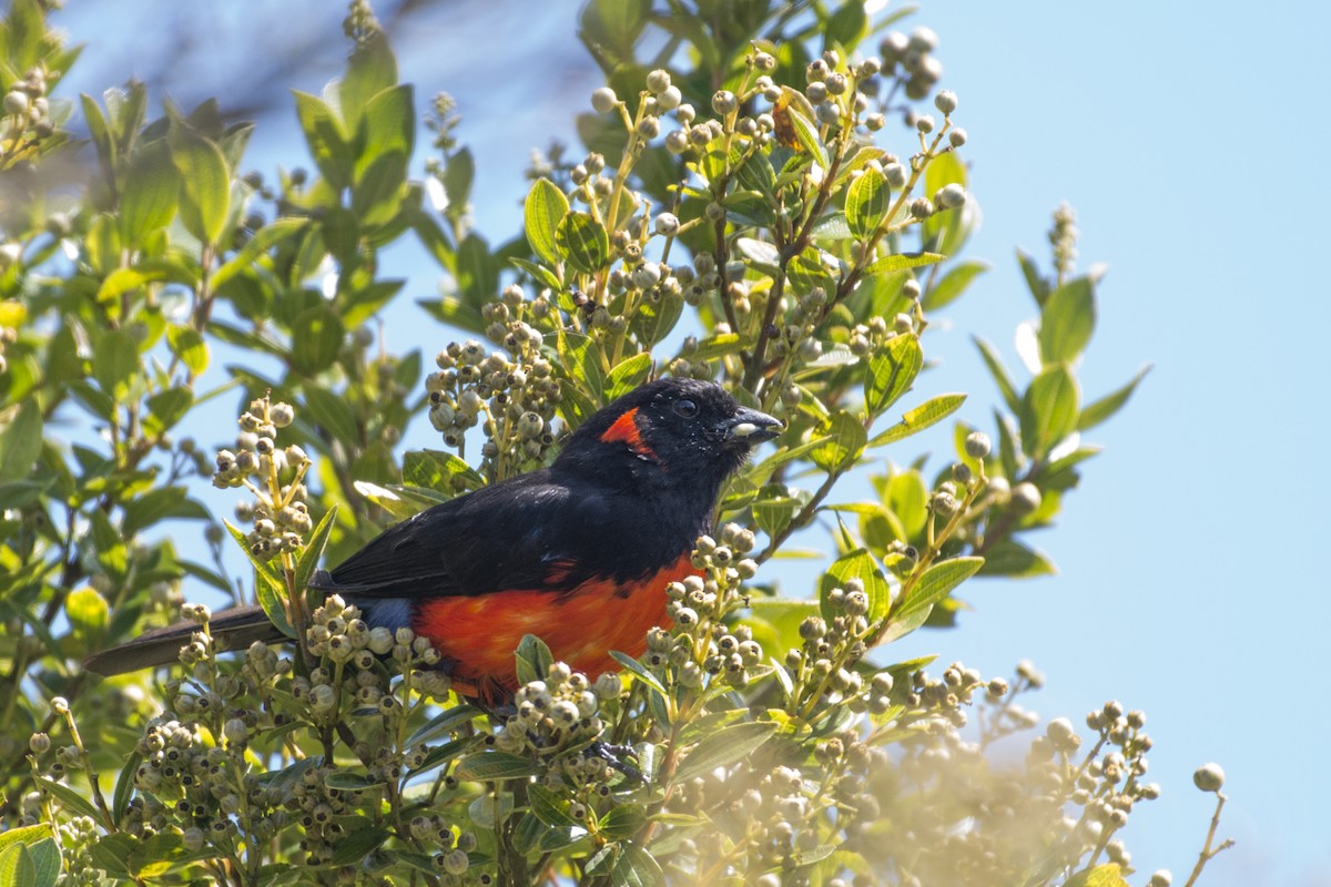 Scarlet-bellied Mountain Tanager - ML199268631