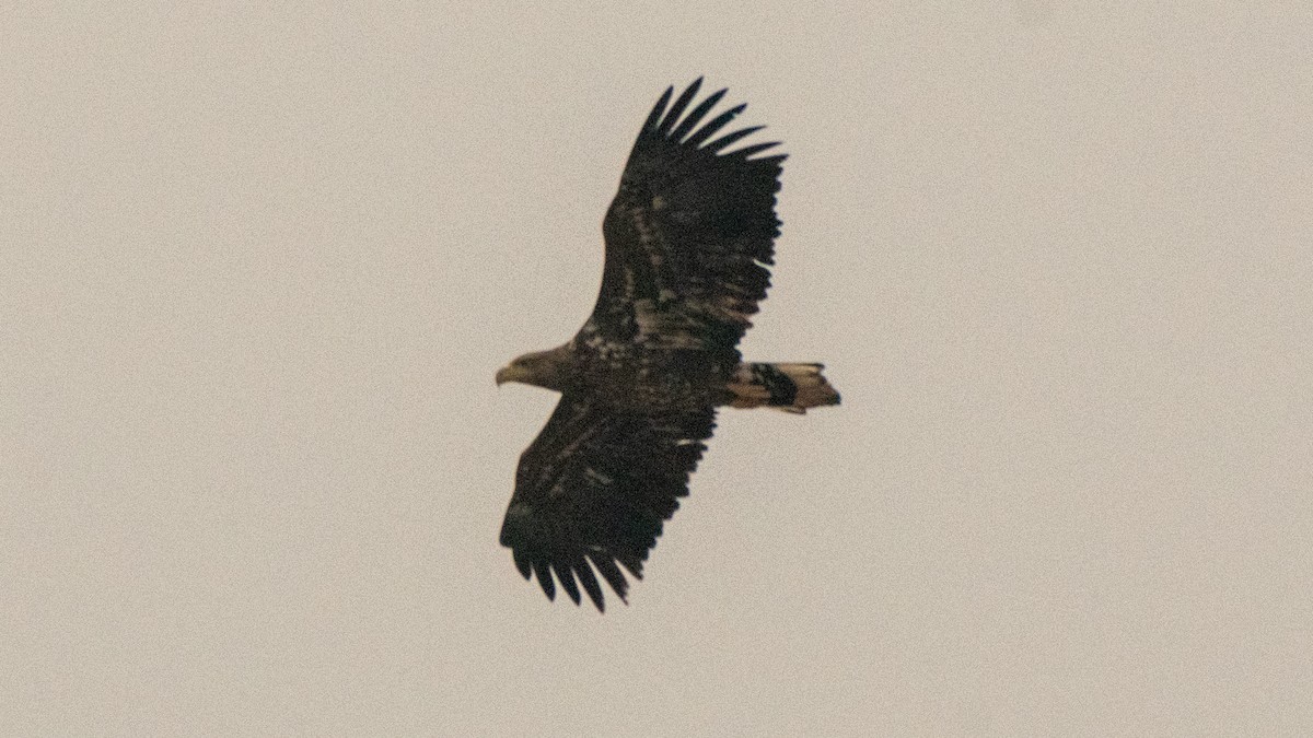 White-tailed Eagle - Parmil Kumar