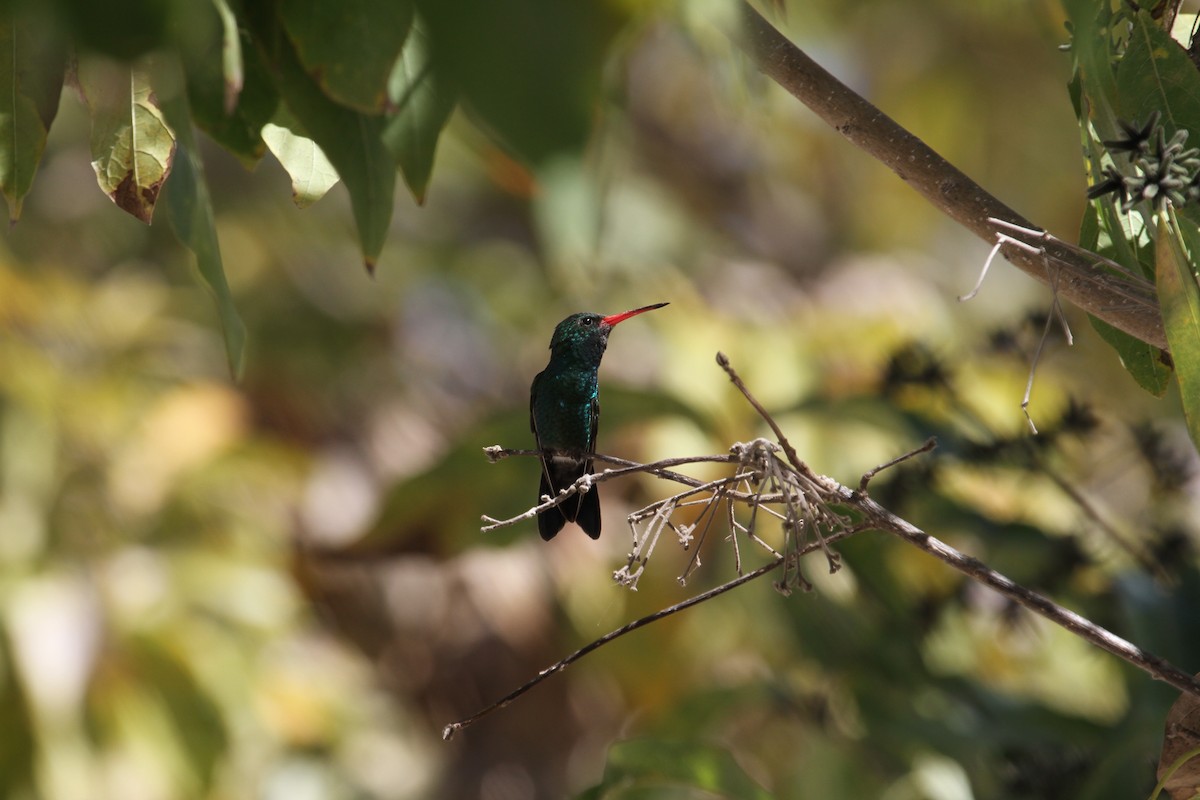 Tres Marias Hummingbird - Gabriel Tellez