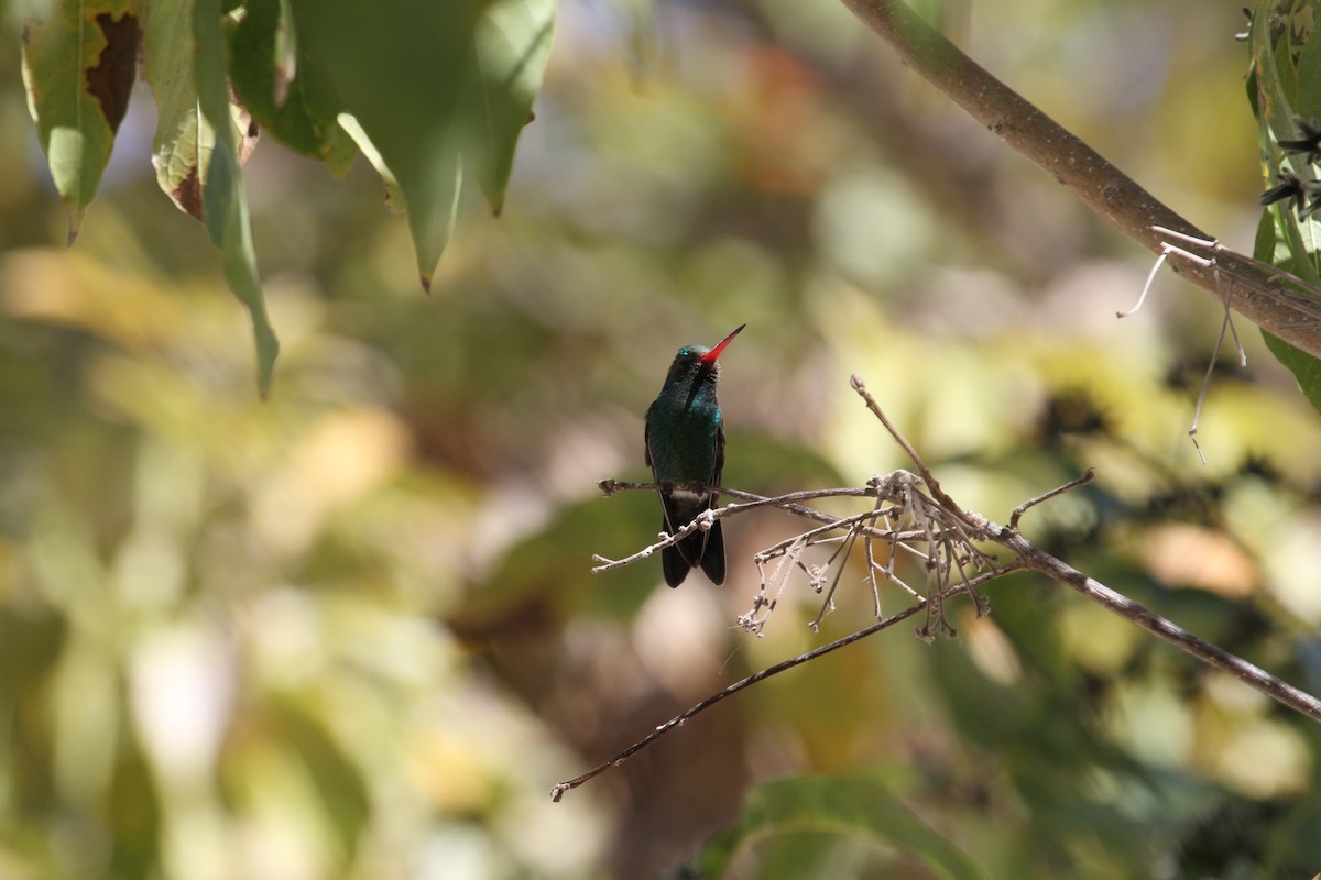 Tres Marias Hummingbird - ML199275681